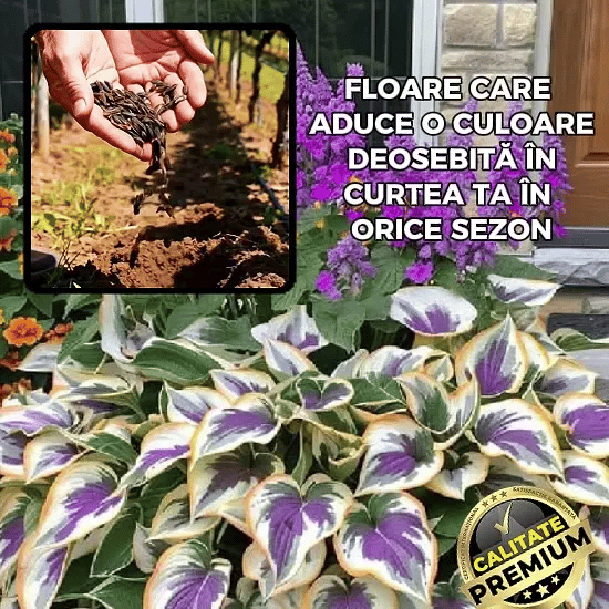 Crin de umbră multicolor - HostaGrow™