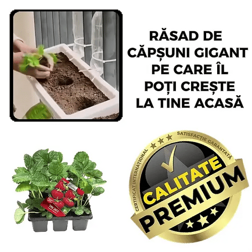 Răsad de Căpșune Gigant - SweetBerry™