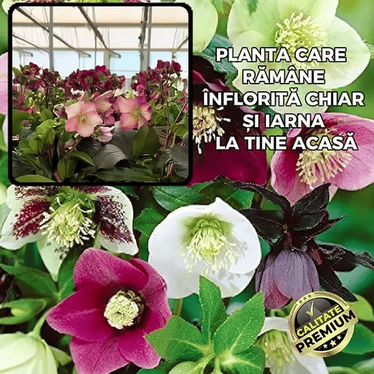 Floarea Care Înflorește și Iarna - Helleborus™