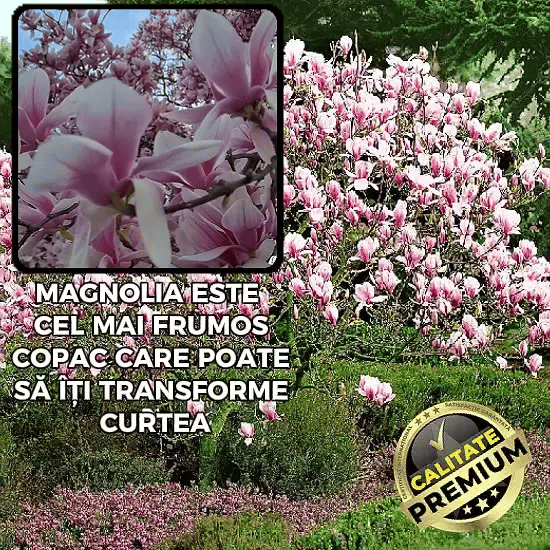 Puiet Magnolie Parfumată Bicoloră - MonPink™