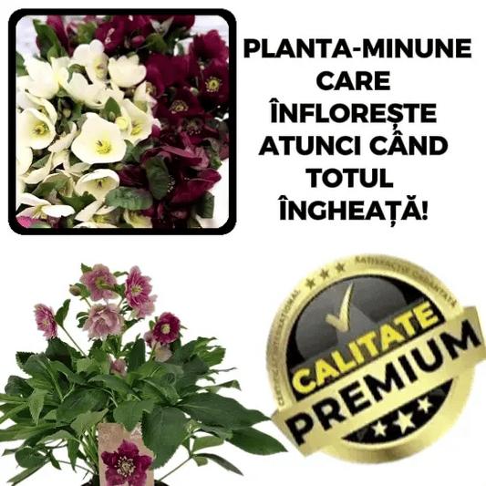 🌸 Trandafirul de Iarnă – Hellebloom™