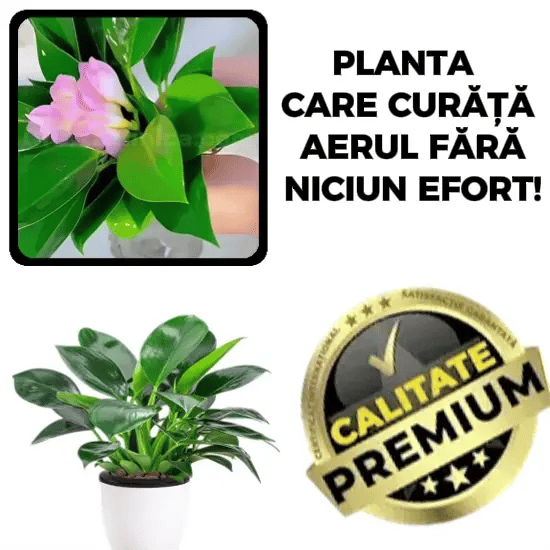 Aer Curat și Prospețime în Fiecare Zi - PurAir™