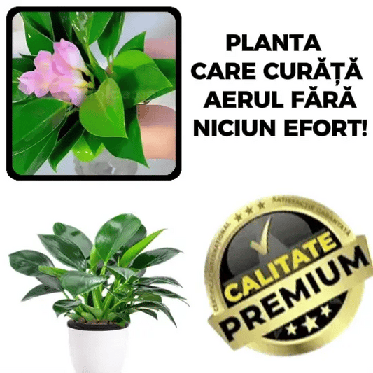 Aer Curat și Prospețime în Fiecare Zi - PurAir™