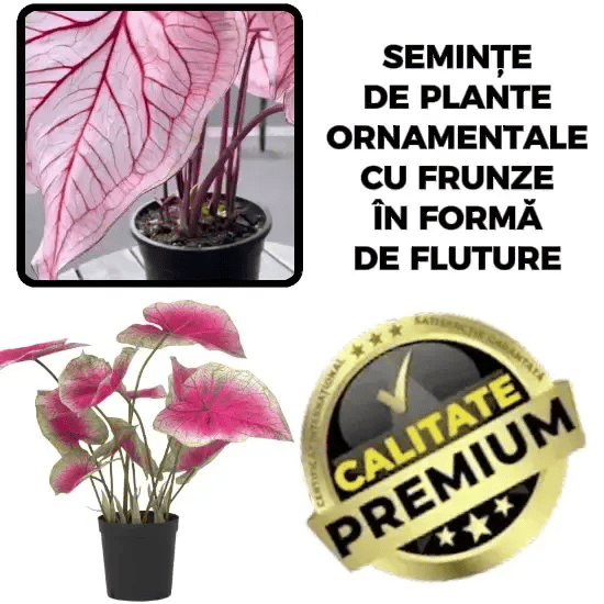 Planta CaladiumPink™